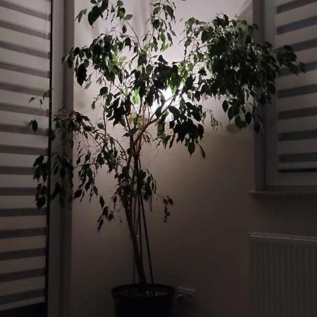 Apartament Zielone Zamienie エクステリア 写真